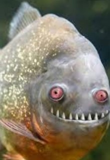 Найважливіша умова, N.Kap  - Читати Сучасну Українську Прозу Онлайн. Читати книги онлайн українською безкоштовно