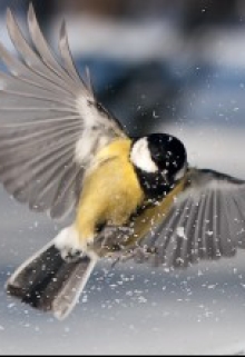 За вікном, Войлок - Читати Сучасну Українську Прозу Онлайн. Читати книги онлайн українською безкоштовно